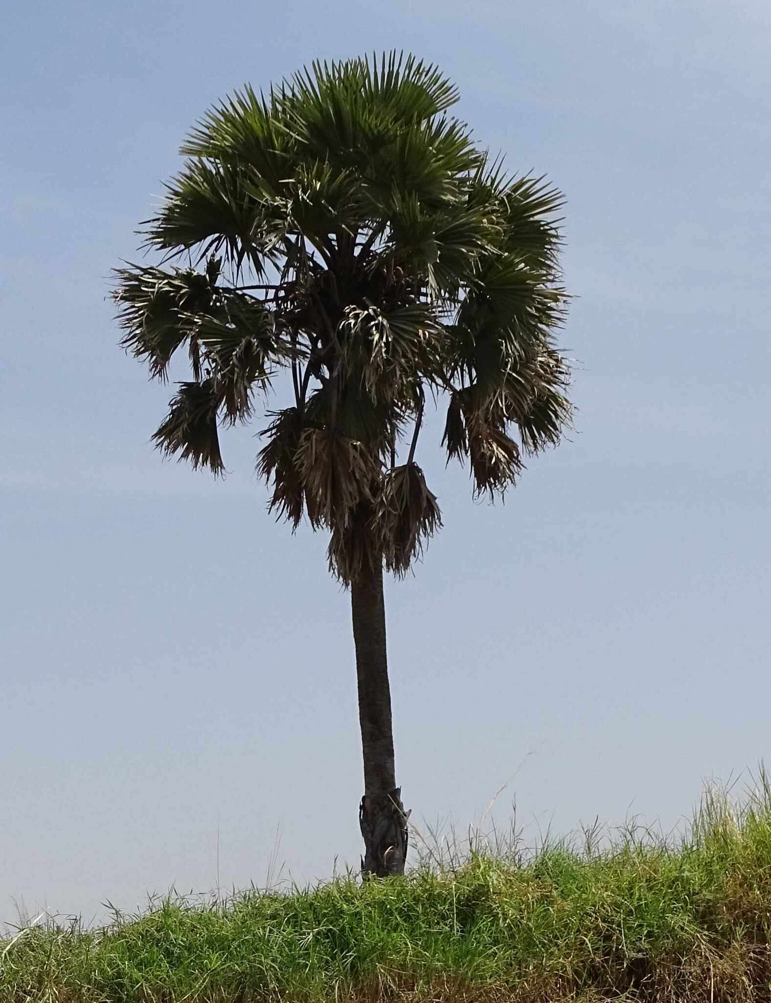 Image of palmyra palm