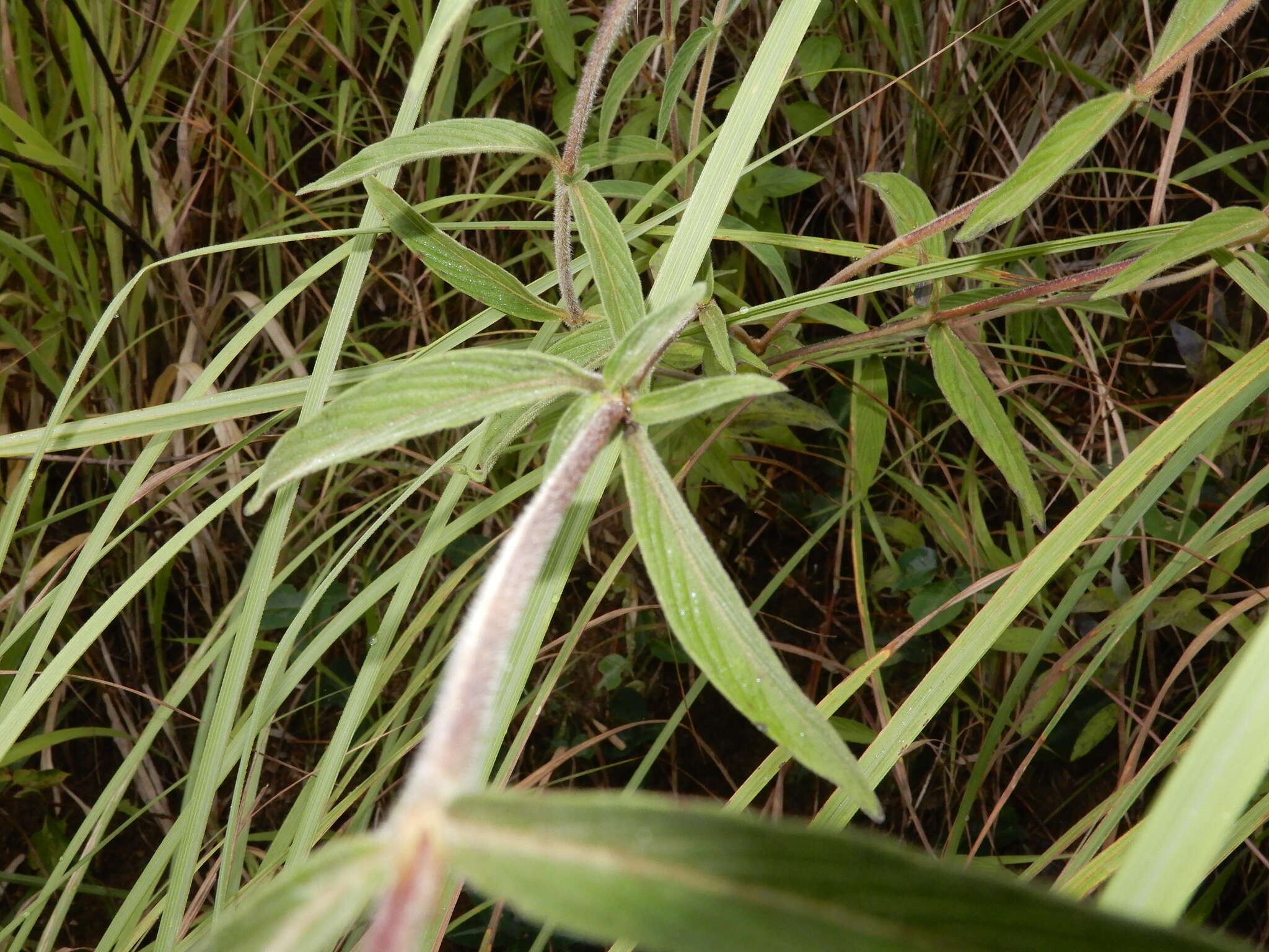 Image of Knoxia sumatrensis (Retz.) DC.