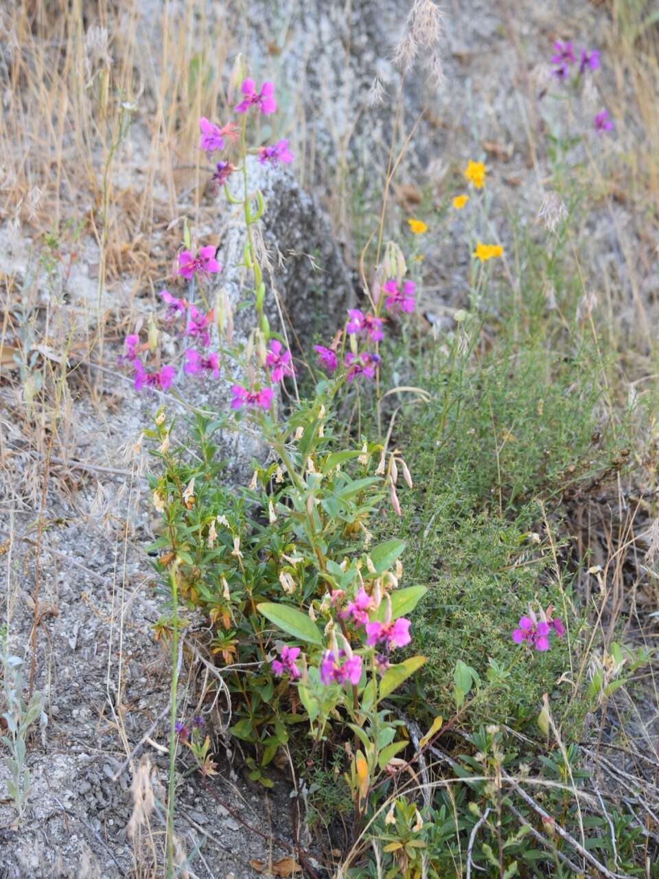 صورة Clarkia mildrediae subsp. mildrediae