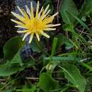 Image of Taraxacum cucullatum Dahlst.