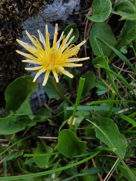 Image of Taraxacum cucullatum Dahlst.