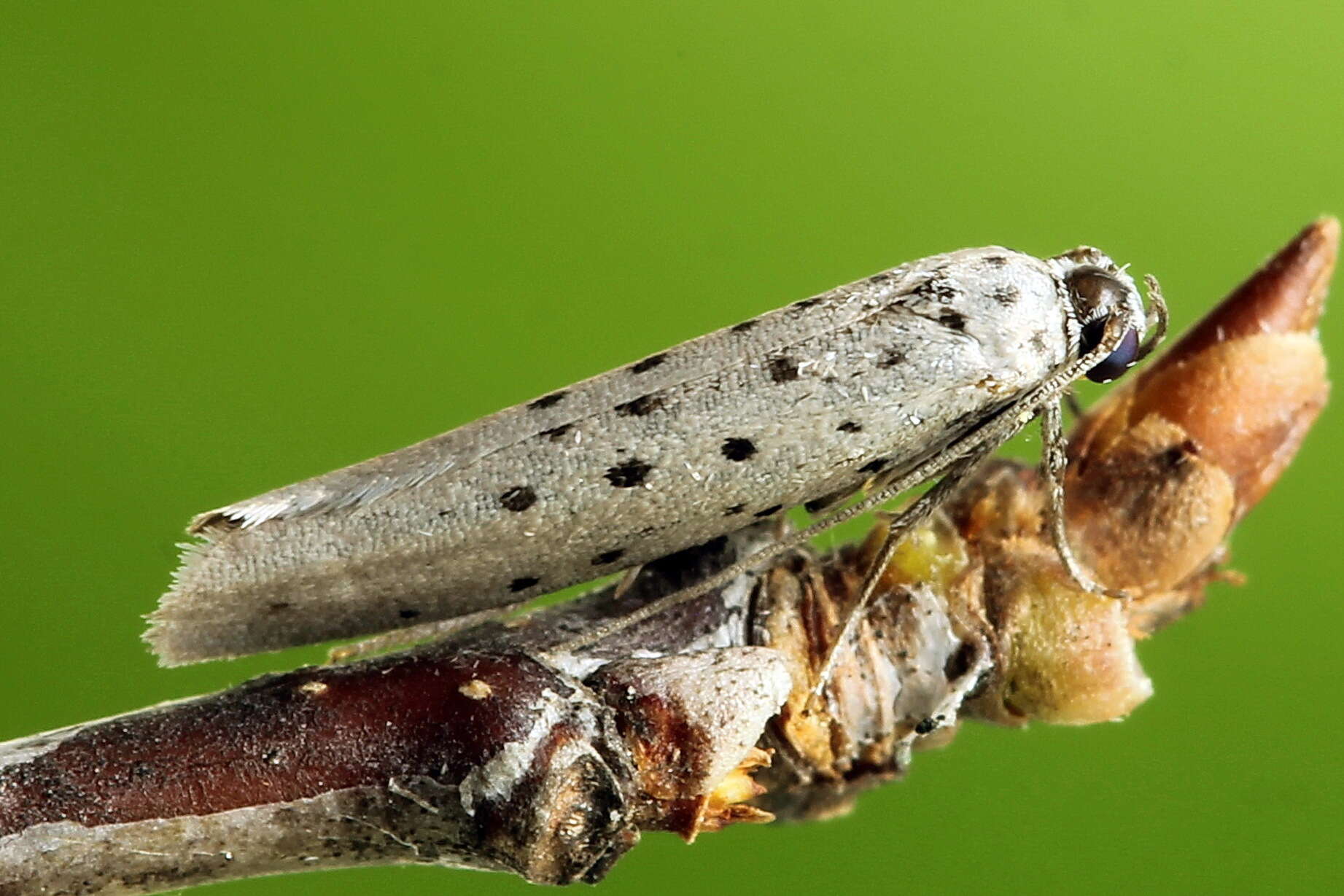 Image of <i>Yponomeuta sedella</i>