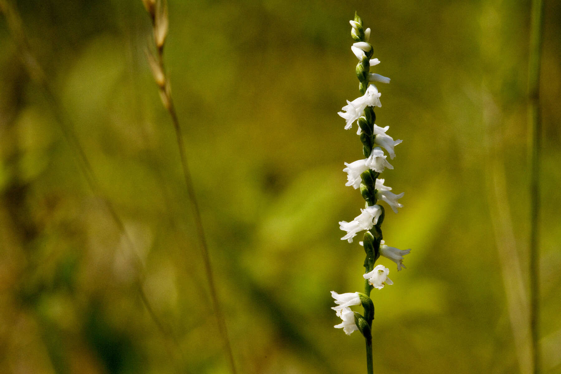 Image of Little lady's tresses