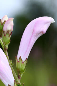 Image of Pedicularis grandiflora Fisch.