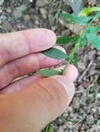 Imagem de Solidago hispida var. hispida