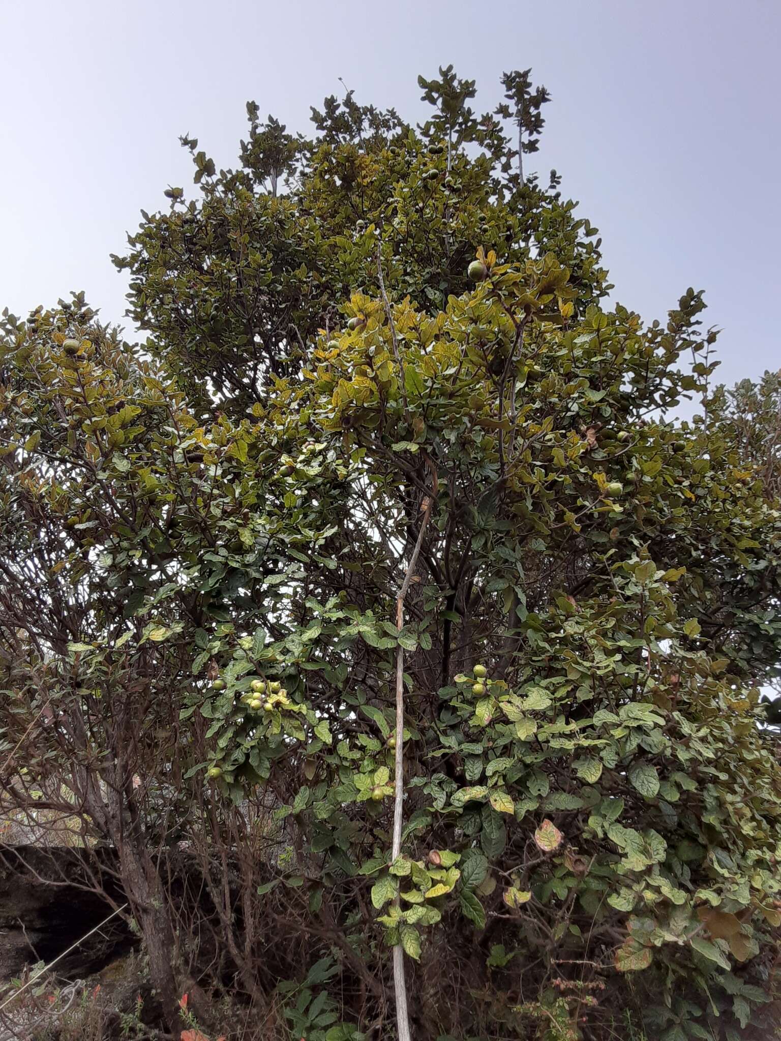 Image of Quercus costaricensis Liebm.