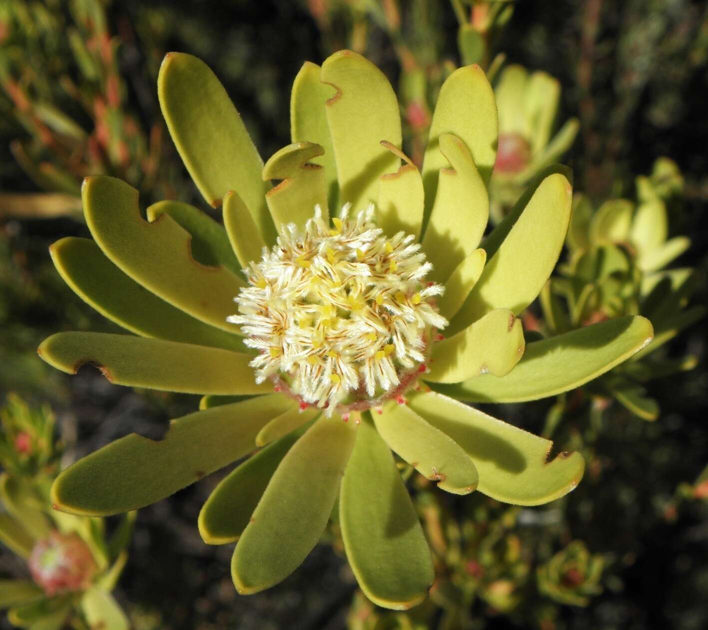 Image de Leucadendron nitidum Buek ex Meissn.