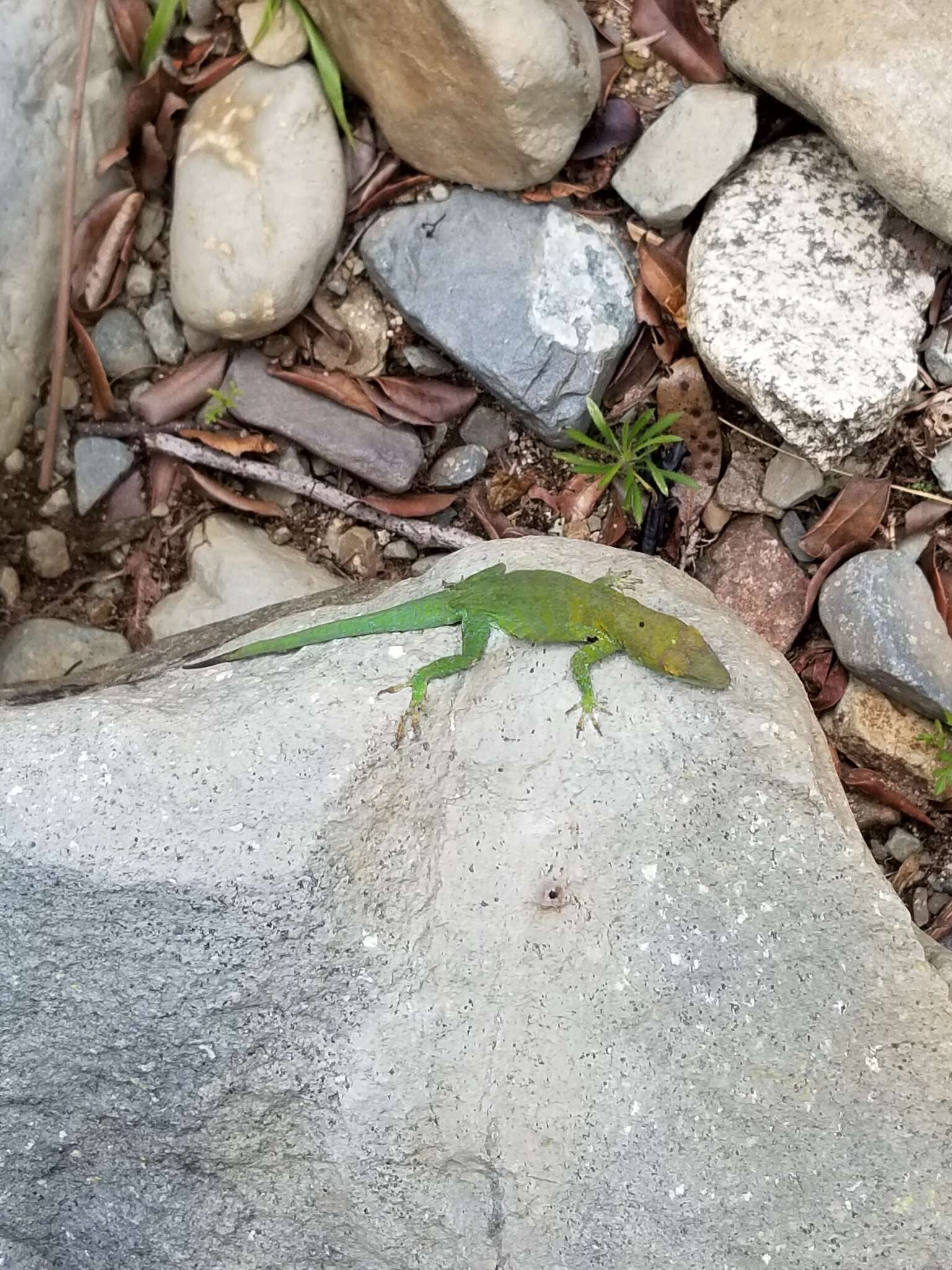 Image of LaVega Anole