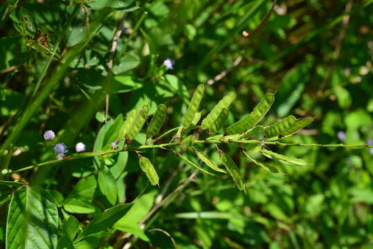 Image of Tadehagi triquetrum (L.) H. Ohashi