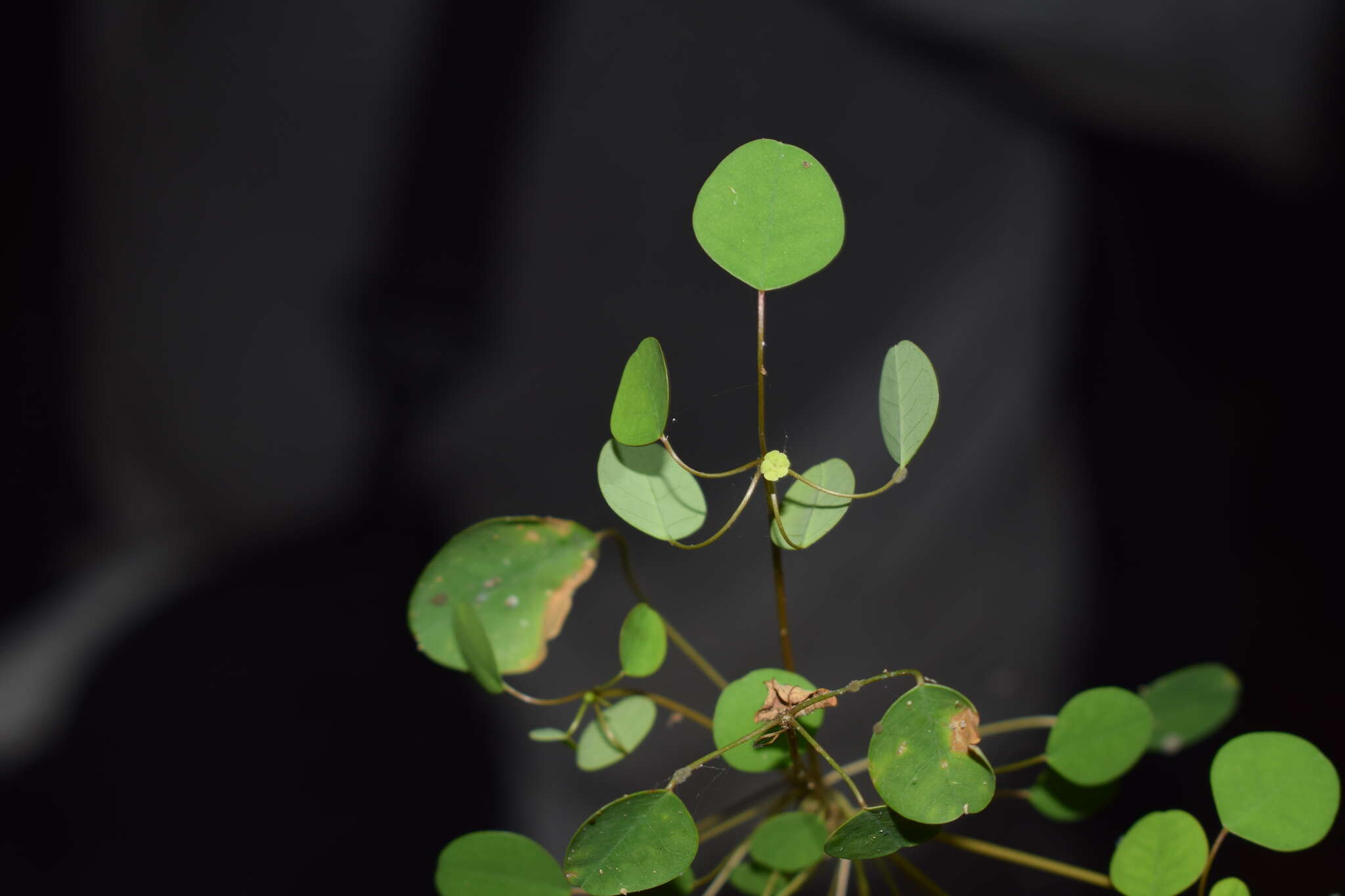 Image de Euphorbia schlechtendalii var. schlechtendalii