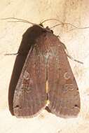 Image of Large Yellow Underwing