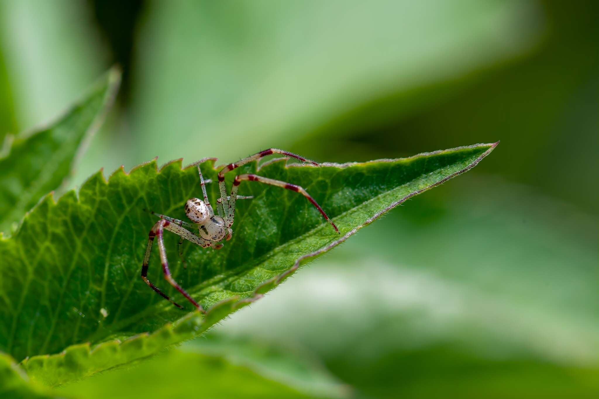 Image of Swift Crab Spider