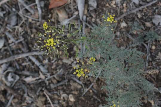 Image of western tansymustard