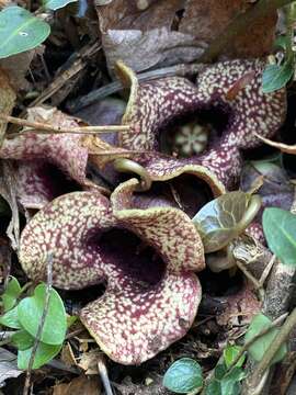 Image de Hexastylis heterophylla (Ashe) Small