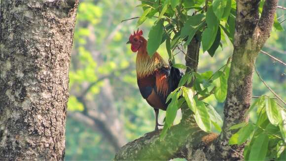 Image of red junglefowl