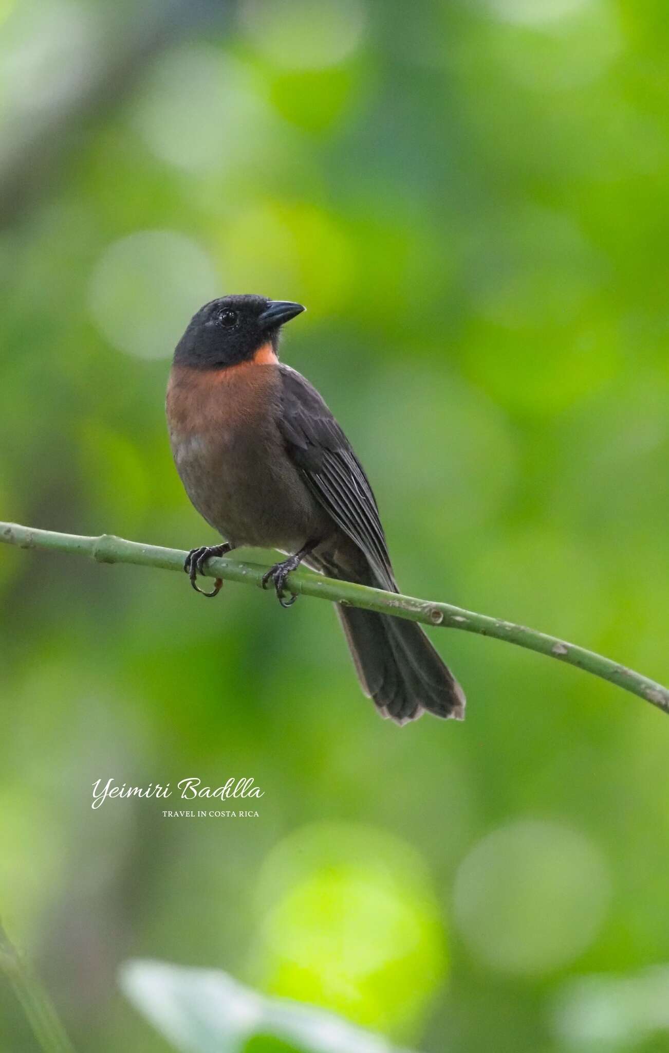 Image of Black-cheeked Ant Tanager