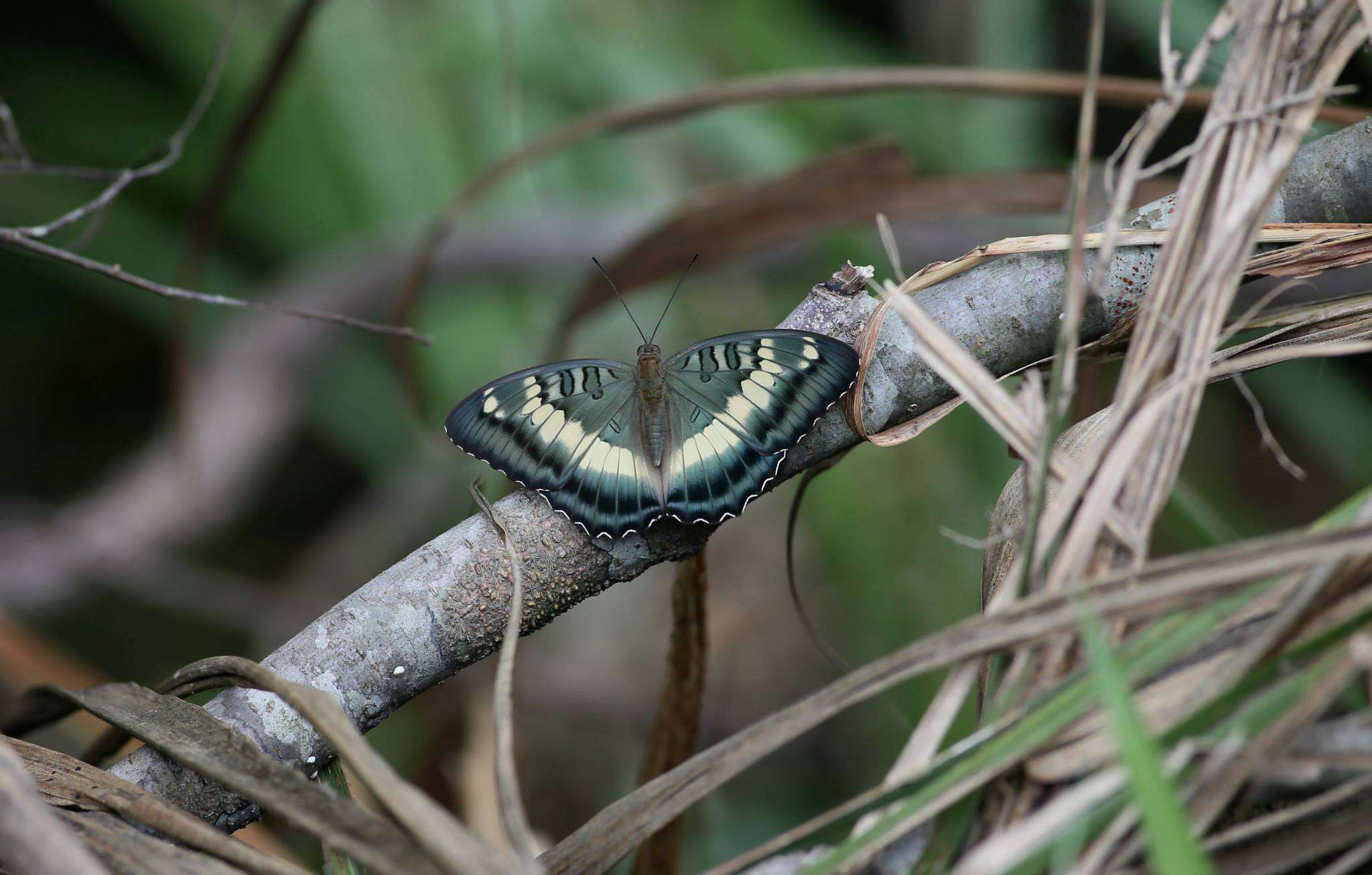 Image of Euthalia formosana Fruhstorfer 1908