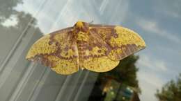 Image of Eacles imperialis imperialis