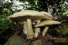 Image of Macrocybe titans (H. E. Bigelow & Kimbr.) Pegler, Lodge & Nakasone 1998