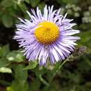 Image de Erigeron multiradiatus (Lindl. ex DC.) Benth.