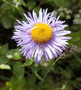 Image of Himalayan fleabane