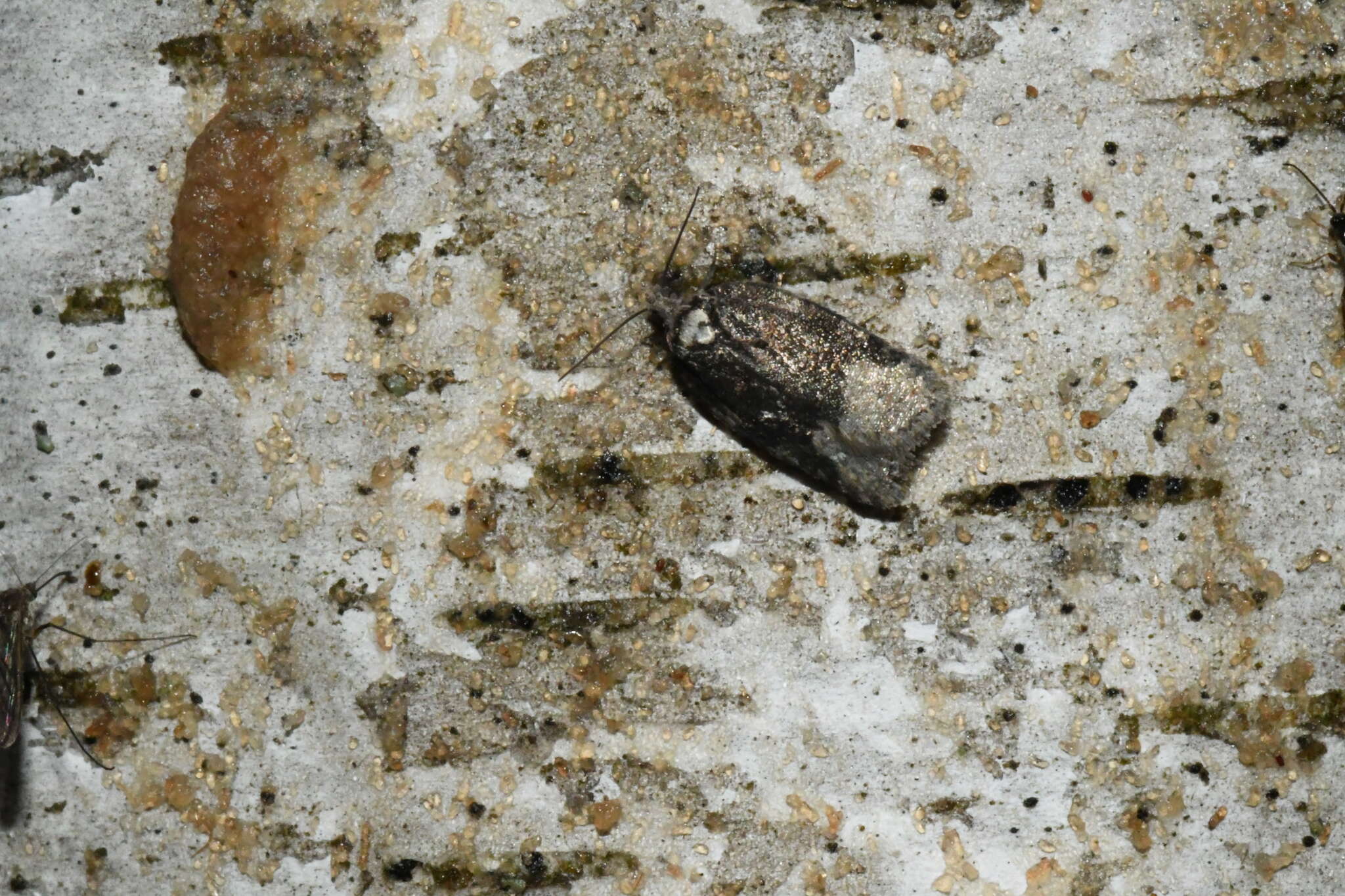 Image of Acleris clarkei Obraztsov 1963