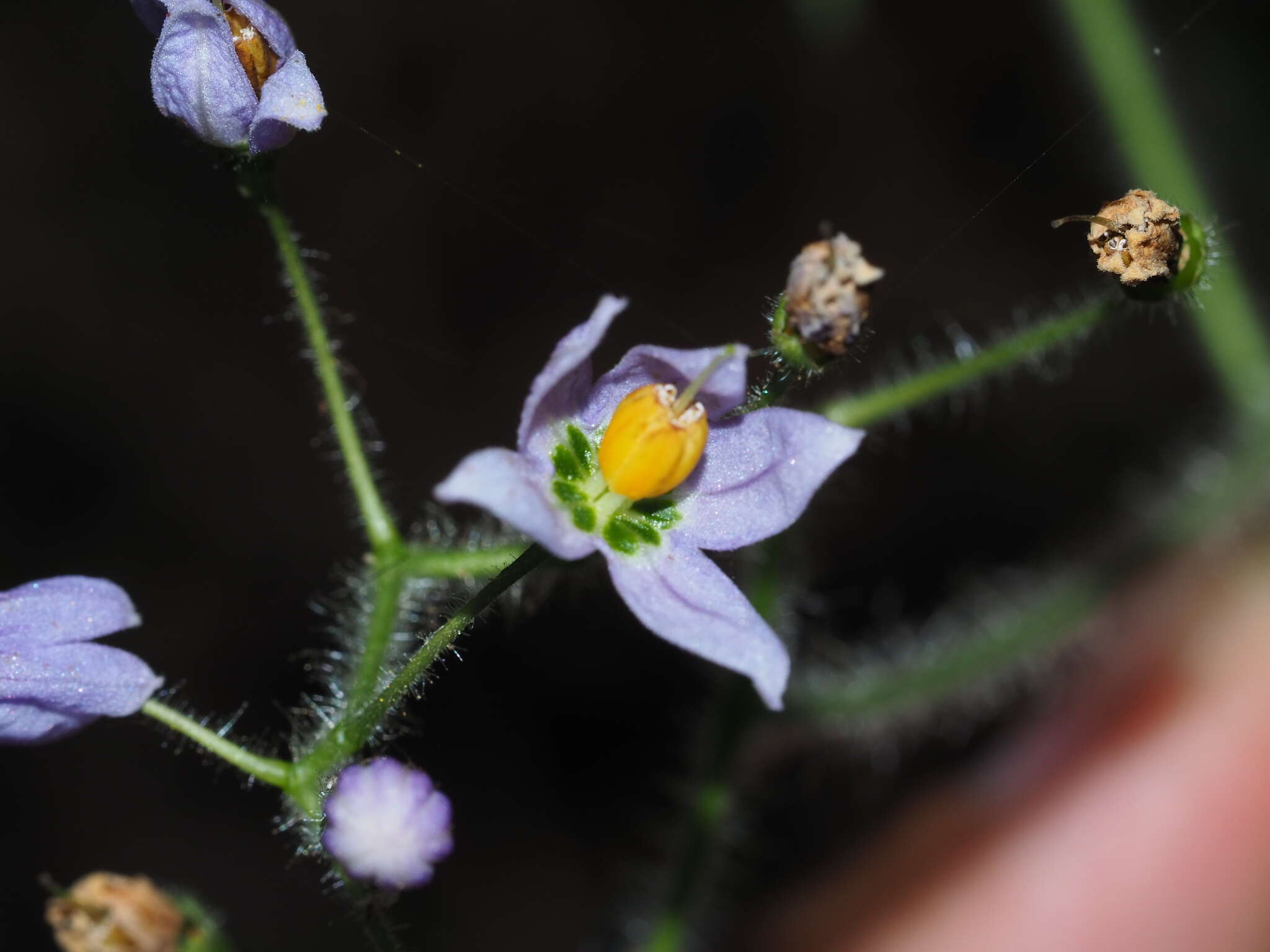 Image of Solanum lyratum Thunb.