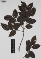 Image of Dalbergia madagascariensis Vatke