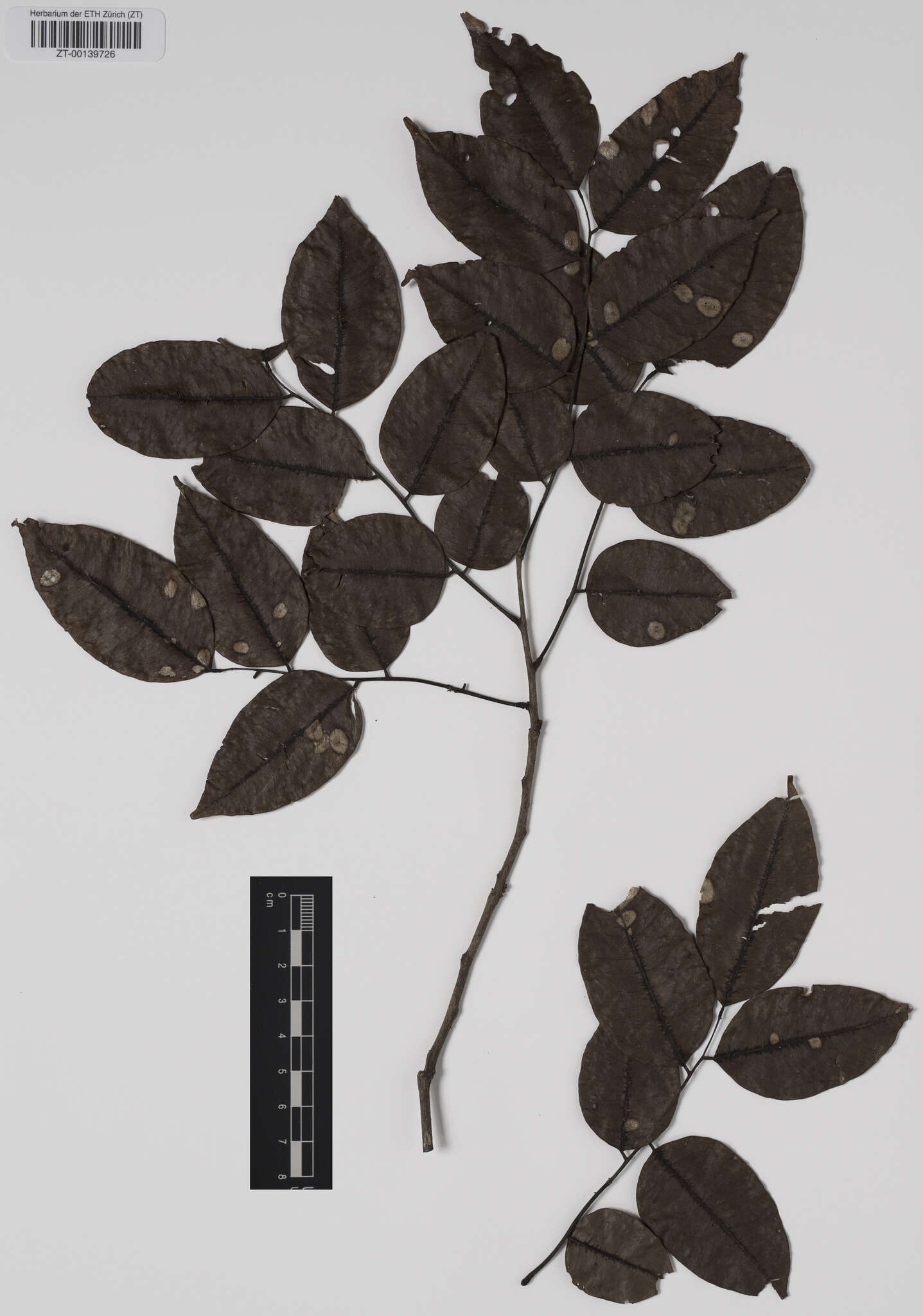 Image de Dalbergia madagascariensis Vatke