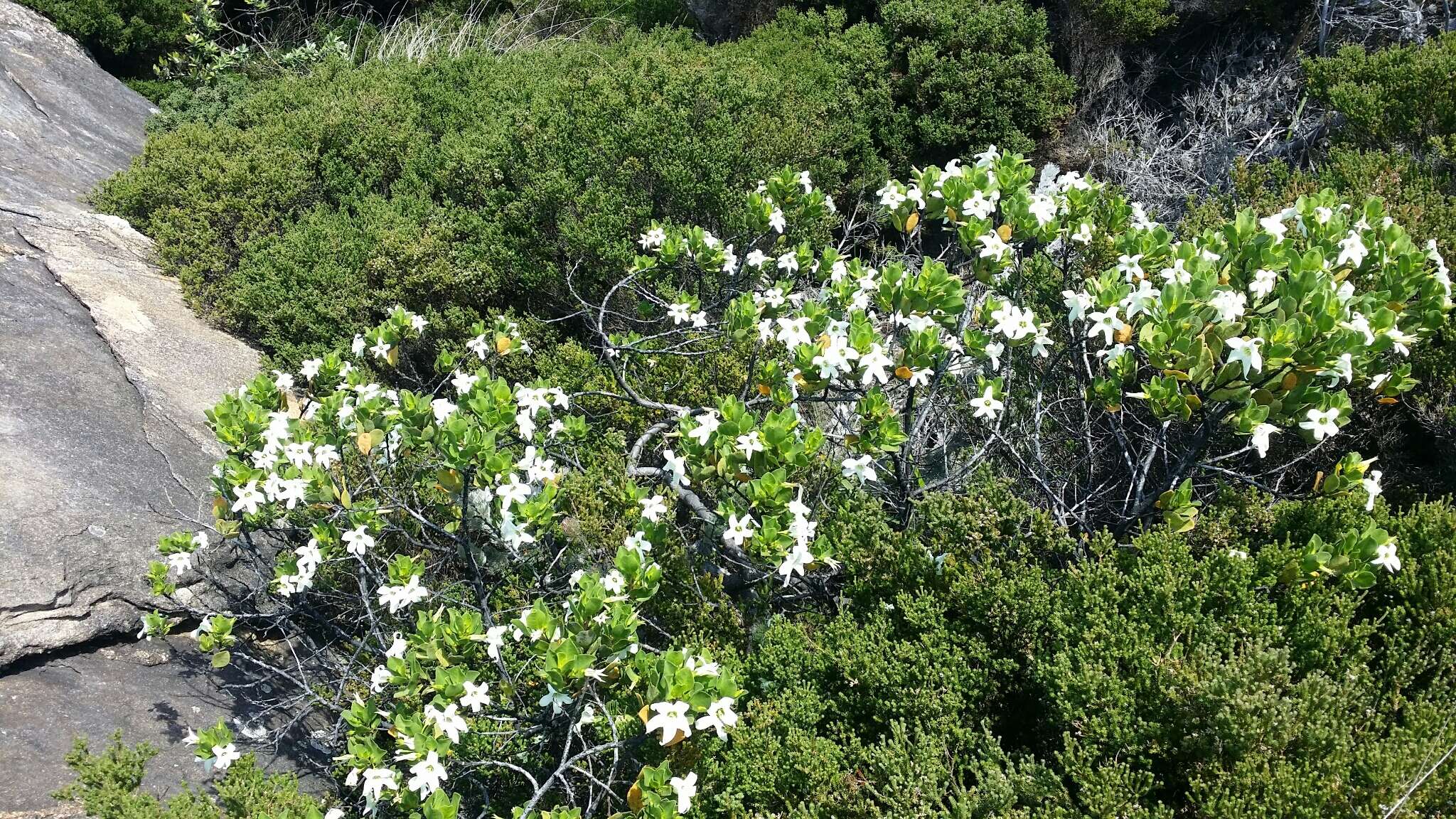 Image of Anthocercis viscosa R. Br.