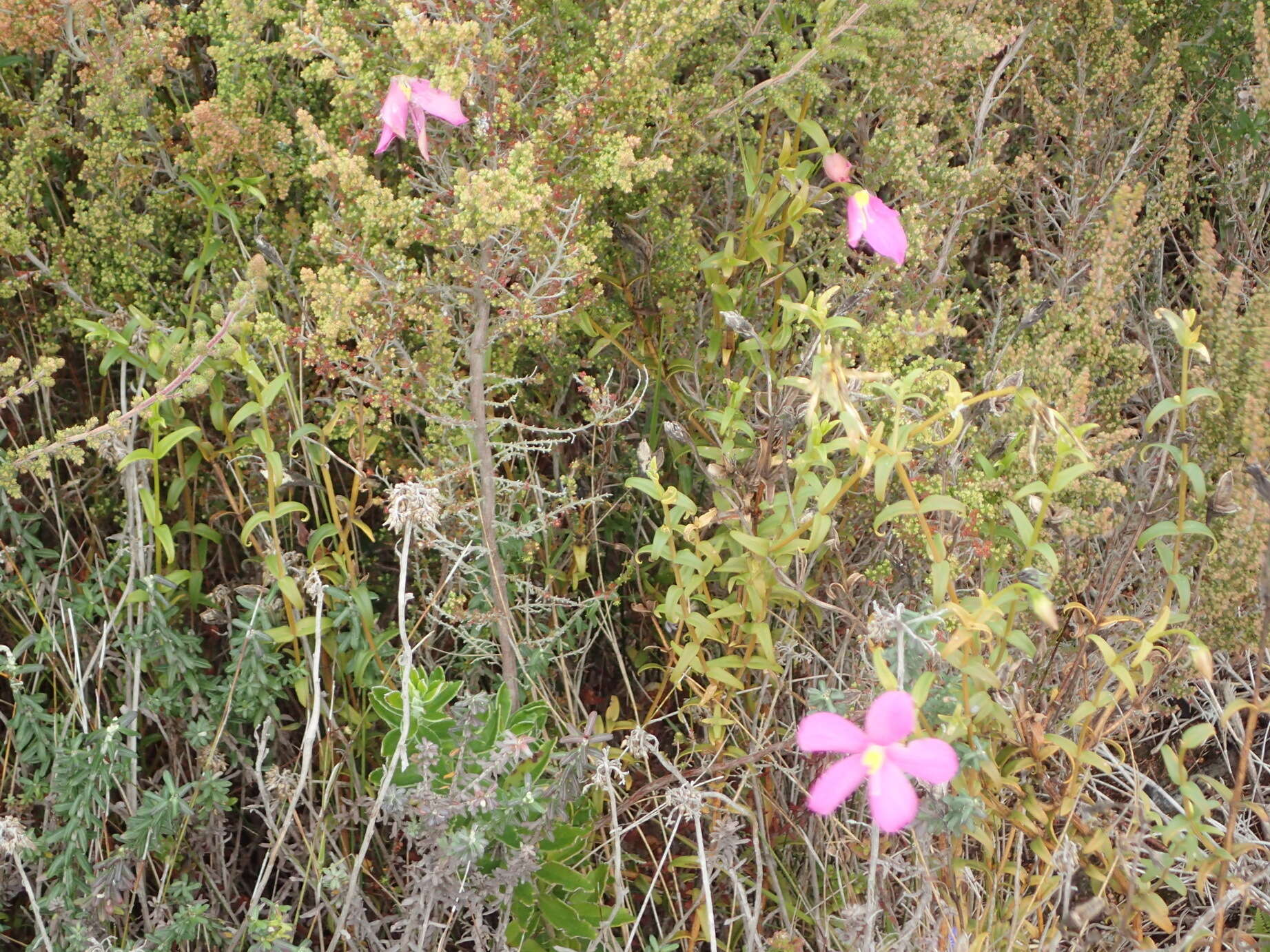 Image of Chironia tetragona L. fil.
