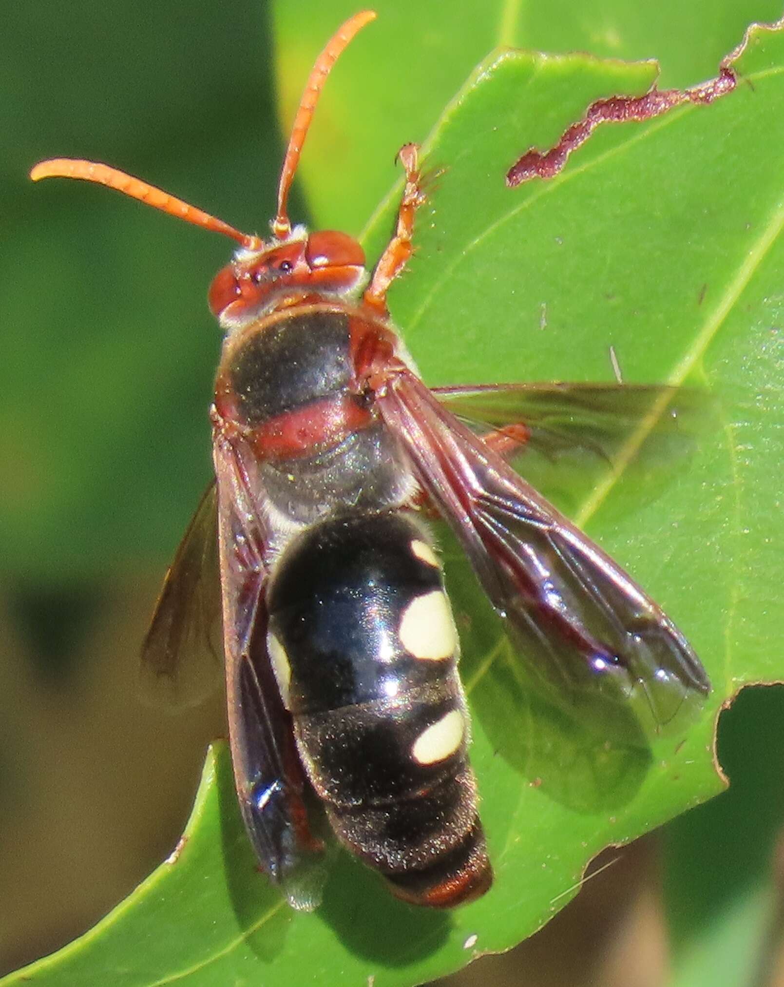 Image of Stizus fuscipennis (F. Smith 1856)