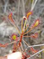 Image of Drosera madagascariensis DC.