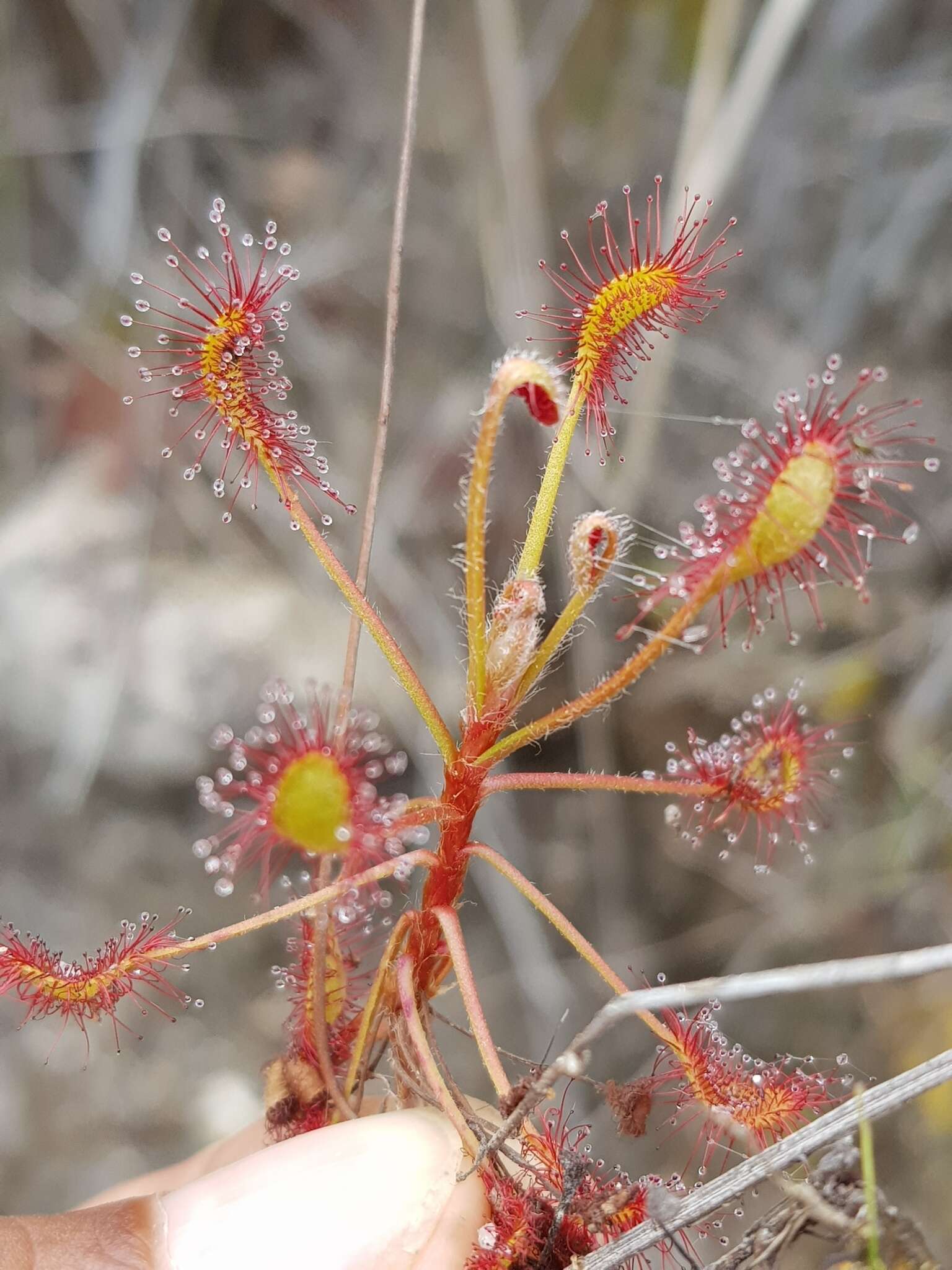 Image of Drosera madagascariensis DC.