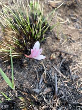 Image of Apodolirion buchananii (Baker) Baker