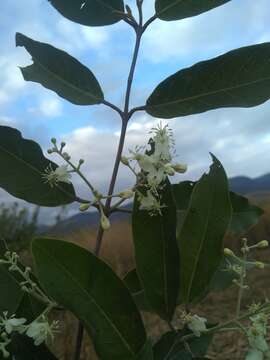 Image of Psychopterys multiflora (Nied.) W. R. Anderson & S. Corso