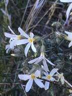 Image of Santa Catalina Mountain phlox