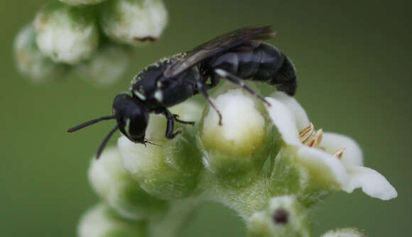 Image of Plasterer bee