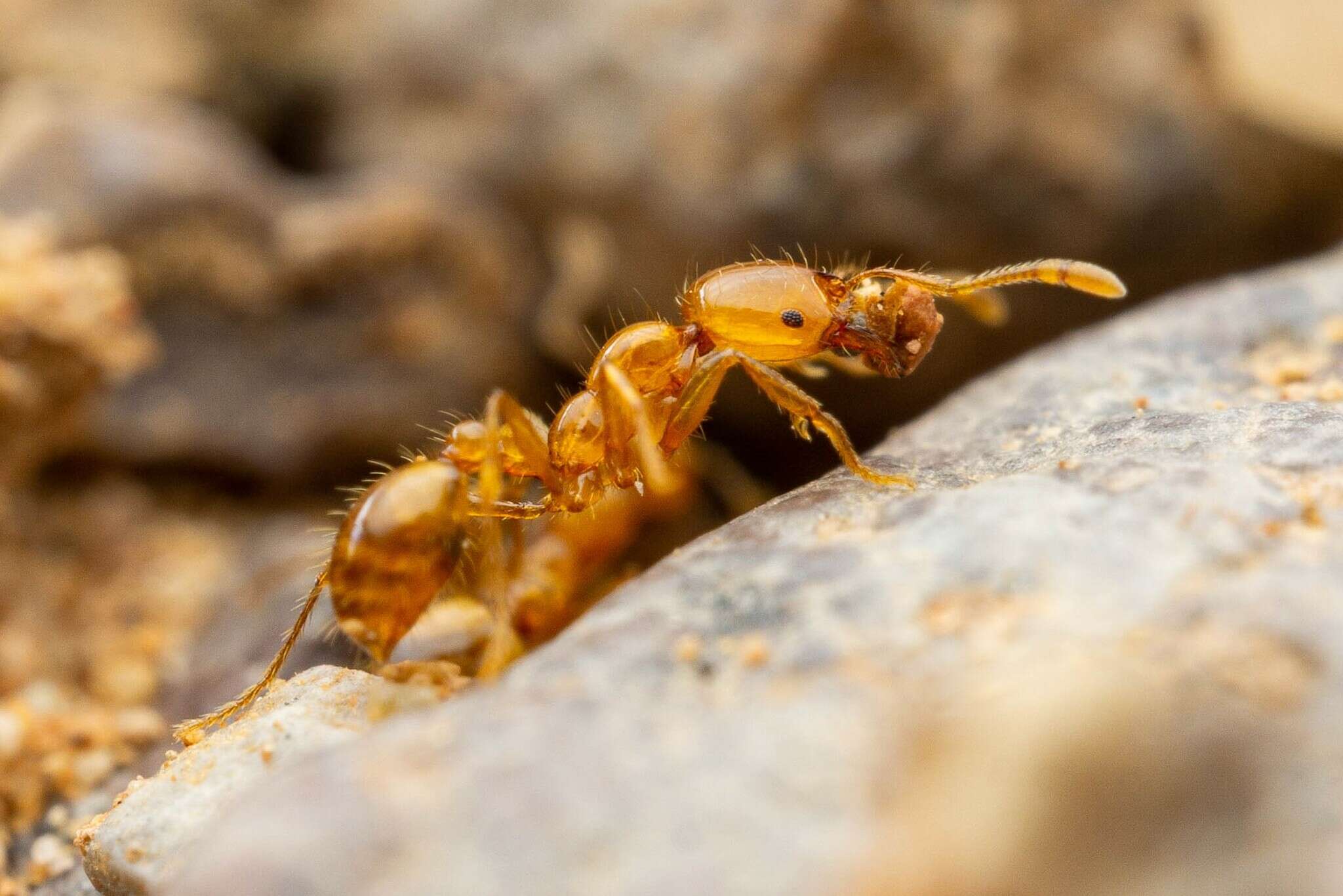 Image of Desert Fire Ant