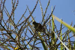 Zosterops lateralis lateralis (Latham 1801) resmi