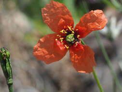 Image of Mediterranean Poppy