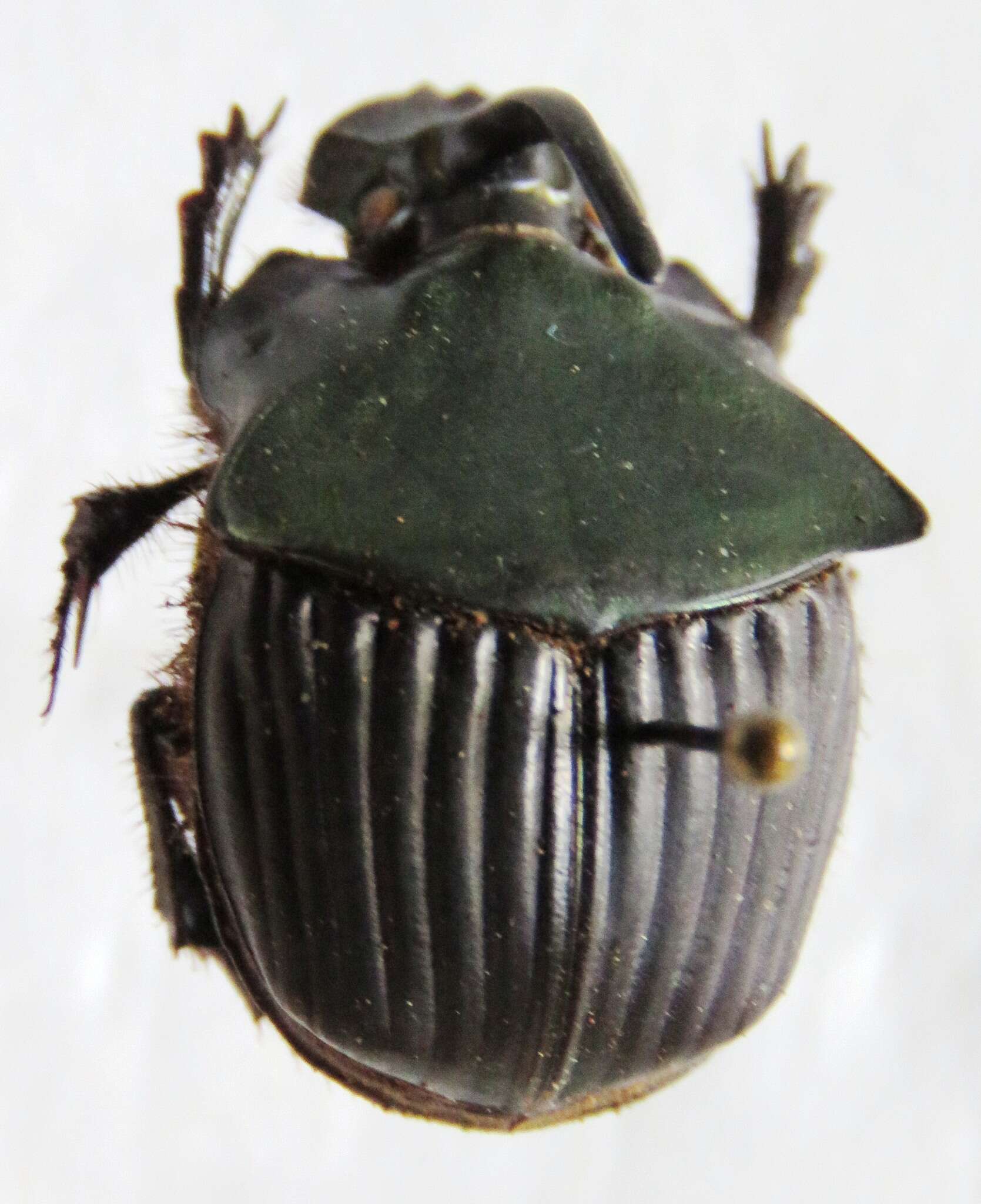 Imagem de Phanaeus (Notiophanaeus) pyrois Bates 1887