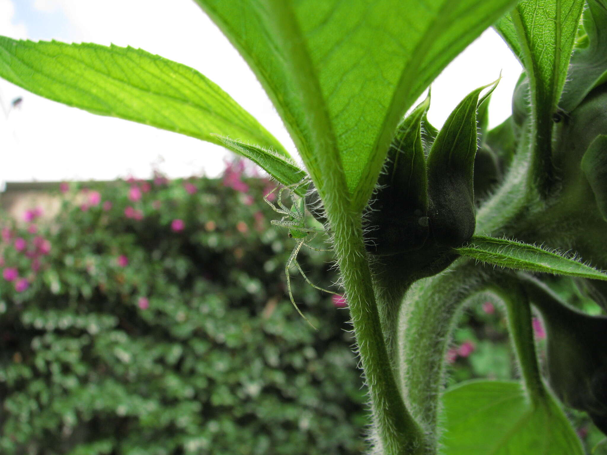 Imagem de Peucetia