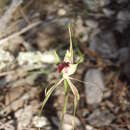 Image of Thin-clubbed mantis orchid