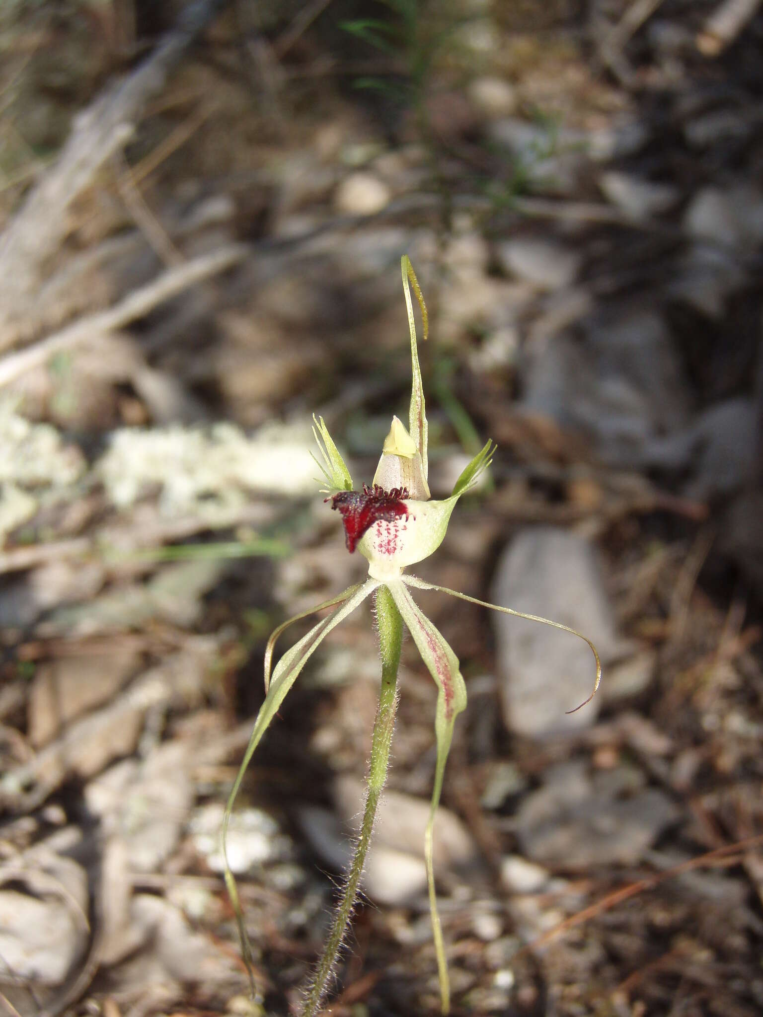 Image of Thin-clubbed mantis orchid