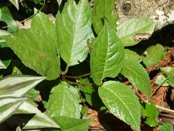 Image of Chloranthus henryi Hemsl.