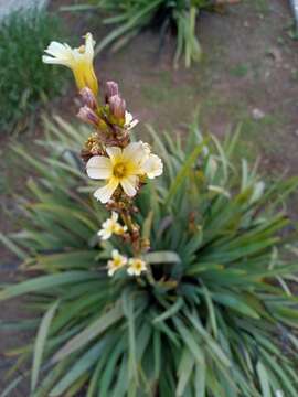 Image of Sisyrinchium striatum Sm.