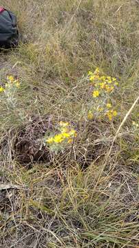 Imagem de Heterotheca villosa var. foliosa (Nutt.) Harms