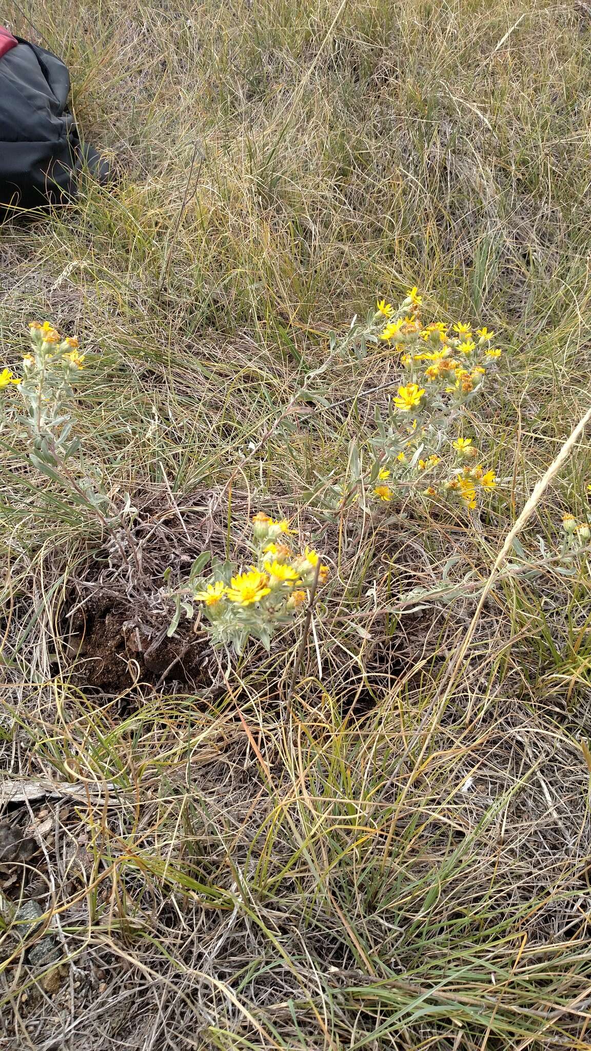 Image of hairy false goldenaster