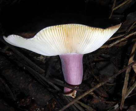 Image of Russula aucklandica McNabb 1973